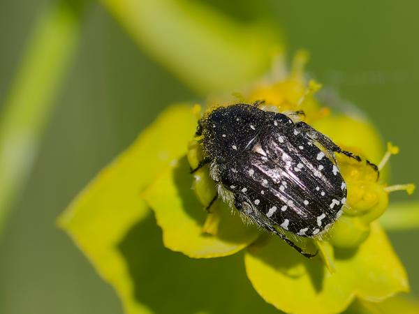 <h3><a href="/trips/ebro/biota/animalia/arthropoda/insecta/coleoptera/scarabaeidae/oxythyrea funesta/oxythyrea funesta-nl.html">Oxythyrea&nbsp;funesta</a> /  / Rouwende&nbsp;gouden&nbsp;tor</h3>OM-1 Mark II met OLYMPUS M.300mm F4.0, 1/2000 sec  bij F4.0, ISO 320, afstand 1.6&nbsp;m
